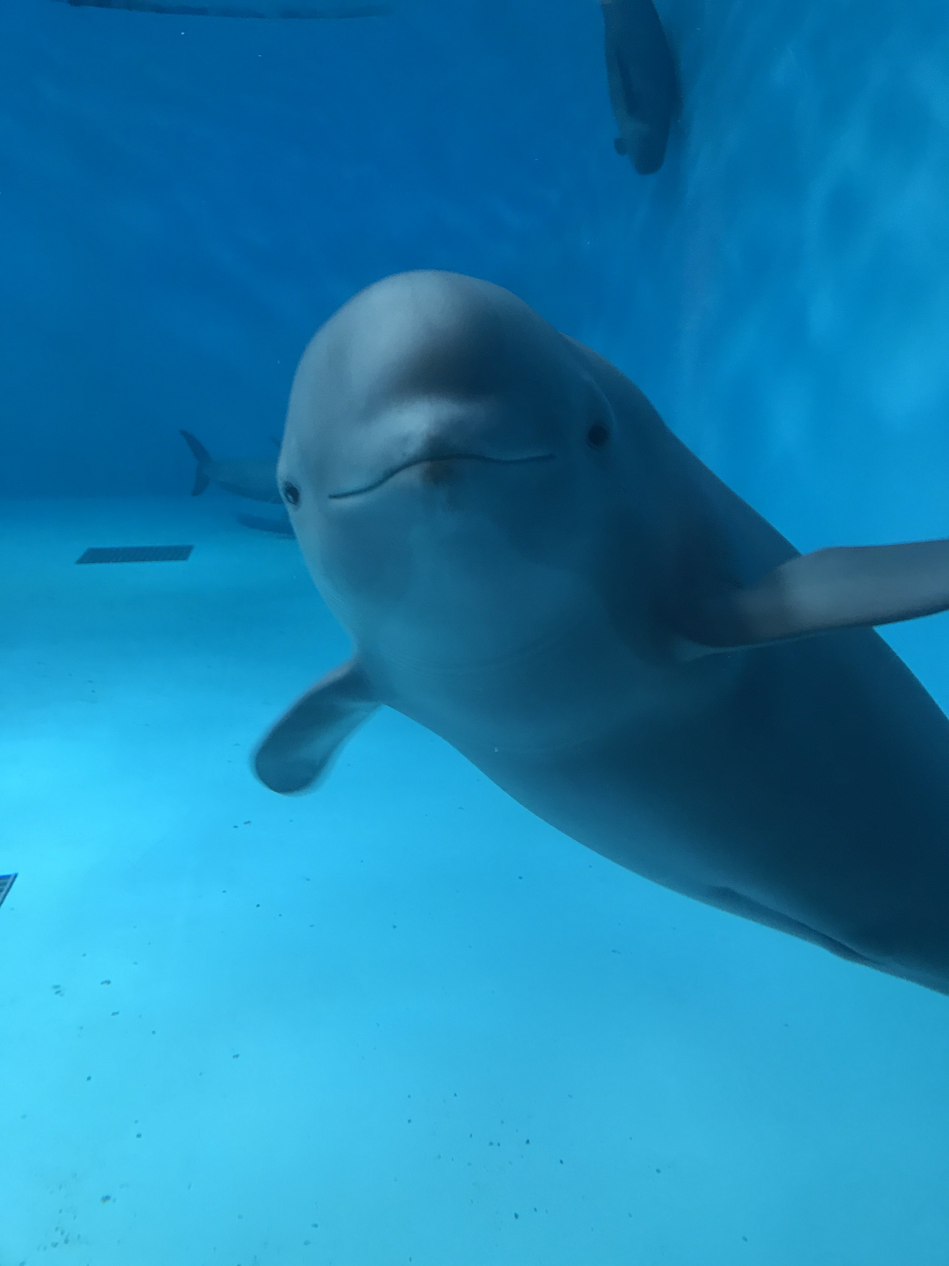 Twitter 上的 宮島水族館 公式 赤ちゃんスナメリのセトが寄ってきました おはようのごあいさつでしょうか 宮島水族館 T Co Wdn9wksca8 Twitter