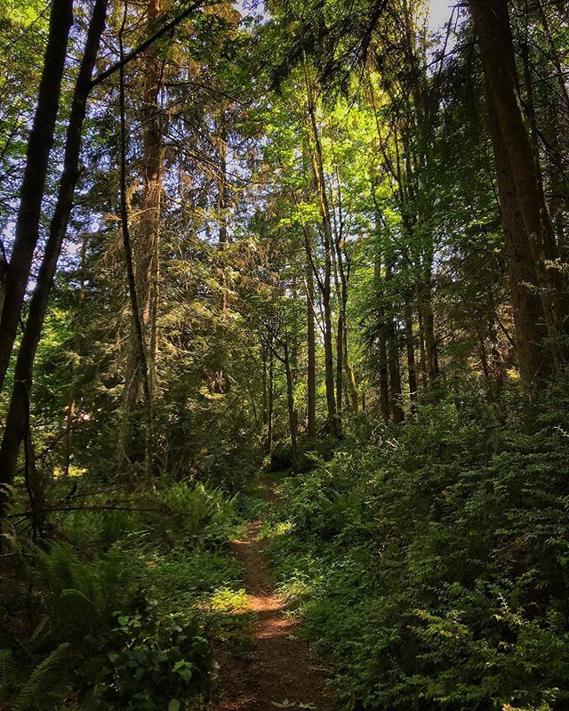 I know I photograph this trail behind our house a lot, but I’m always taken aback by how the light plays among the trees. Standing out there never gets old. #gigharbor #lateafternoon #photographicrut bit.ly/2KaUxoL