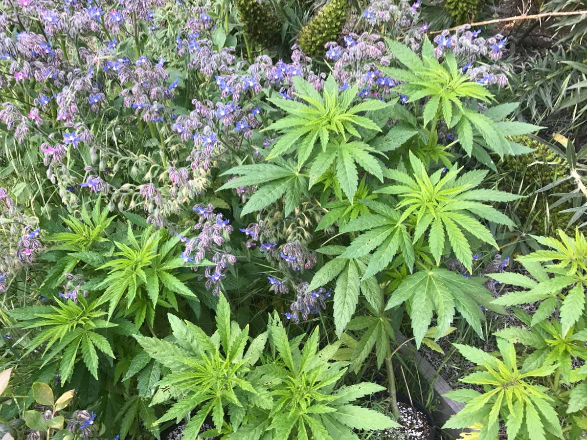 Here are a couple stunted select male #cannabis plants
Chosen to produce pollen for hand pollination later in the season
They get to hang out next to the borage and echium in our late spring #biodynamicgarden during this cool and wet spring on the west coast