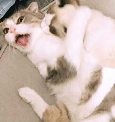 chaeng_chae_'s tweet photo. Who did it better? LeoLuca or JenLisa? 😂
#leoluca #jenlisa #BLACKPINK #BLACKPINKinPARIS #JENNIE #LISA https://t.co/E5yelTLhEy