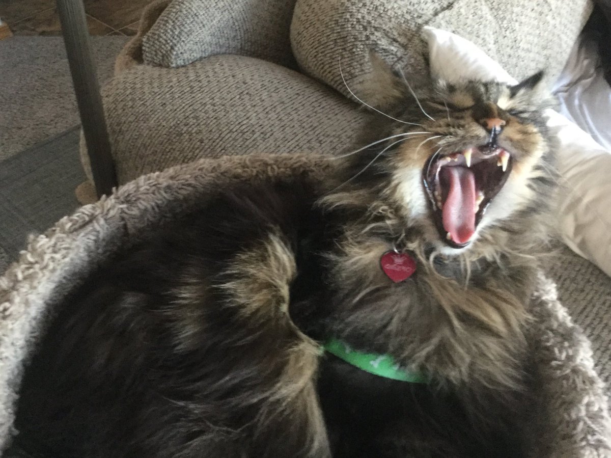 CoonQuizmo's tweet photo. Been sleeping in my cat scratcher since sometime before noon...it is now 7:45pm...GREAT DAY! Time now for dinner...🐈🐾 #Slowbakedloaf #QuizmoMaineCoon #17lbsofPerfection https://t.co/G3QptMppav