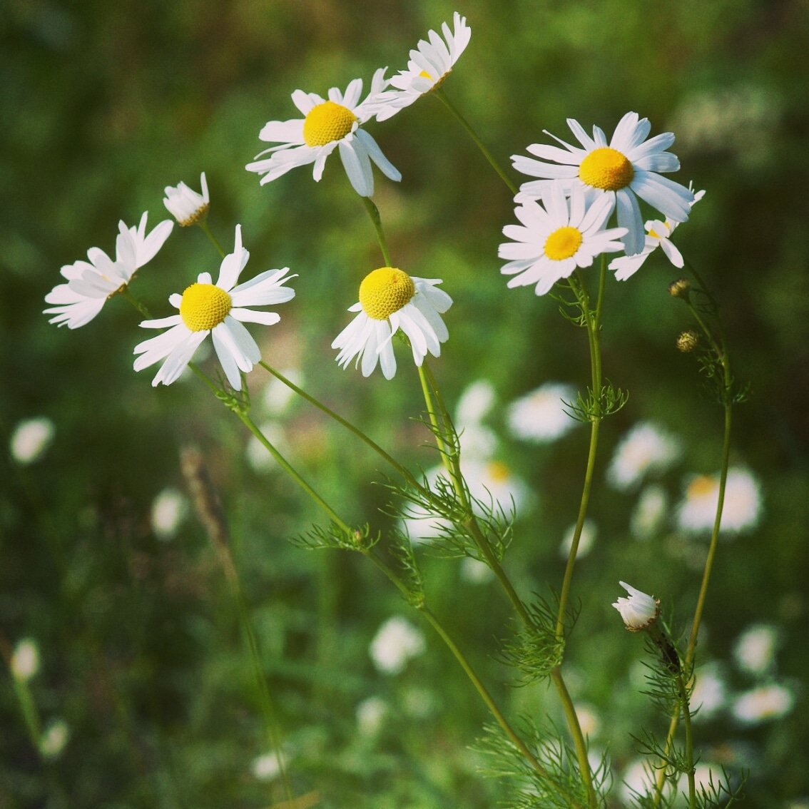 [탄생화:5월 27일] Daisy(Bellis perennis) 유럽원산 국화과 다년초. 꽃말'순수한 마음'