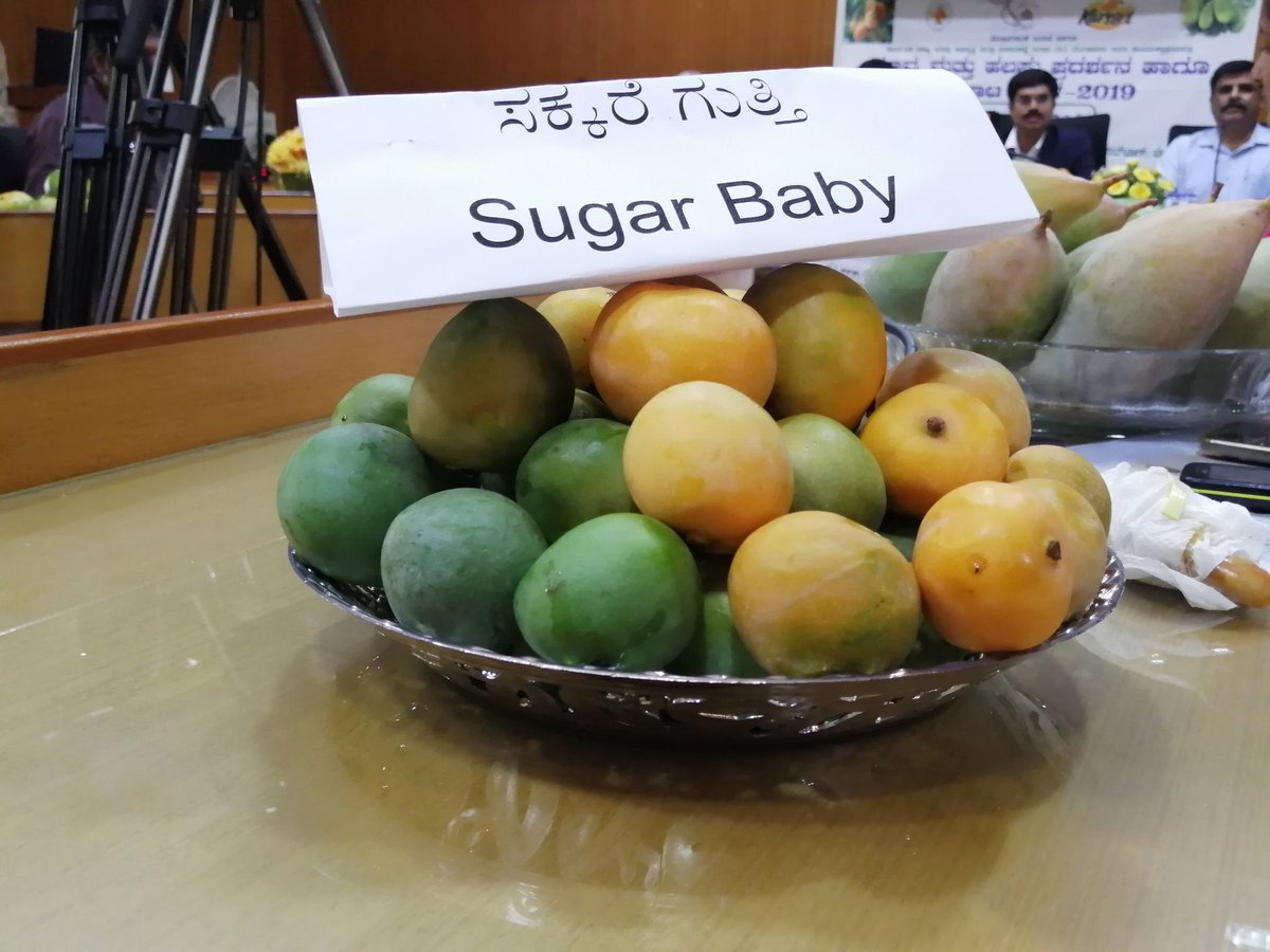 SandeshMysore7's tweet image. City gears up for Mango and Jackfruit mela.  The mela is scheduled from May 30 - June 24 in Lalbagh, #bengaluru @DeccanHerald #MangoMela