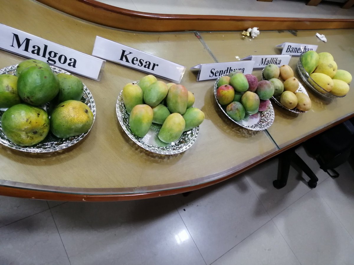SandeshMysore7's tweet image. Varities of Manogoes and Jackfruits that will be displayed in mela @DeccanHerald #MangoMela #JackfruitMela