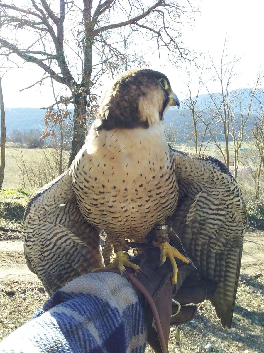 sibilliniadv's tweet photo. Un saluto da Vento il #falco #pellegrino dei #falconieri dei #sibillini. https://t.co/emSsQvdZcZ