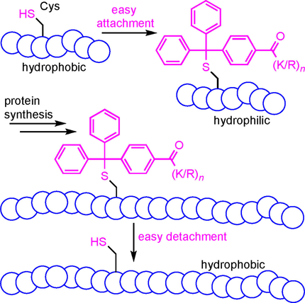 ChemBioChem's tweet photo. Use of a #trityl solubilizing tag for challenging protein and #peptidesynthesis by #NativeChemicalLigation reviewed (Yoshiya at Peptide Institute, Osaka) https://t.co/l1tEE7E1LM https://t.co/ZrJz3YWIGM