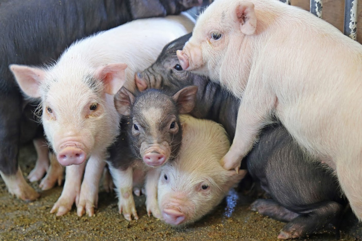 マザー牧場 5 23に新しくミニブタの赤ちゃん たちが仲間入りしました みんなでくっついて仲良く過ごしています デビューはまだまだ先ですが こぶたのレース で活躍する予定です 赤ちゃんミニブタたちの成長をお楽しみに マザー牧場 Motherfarm