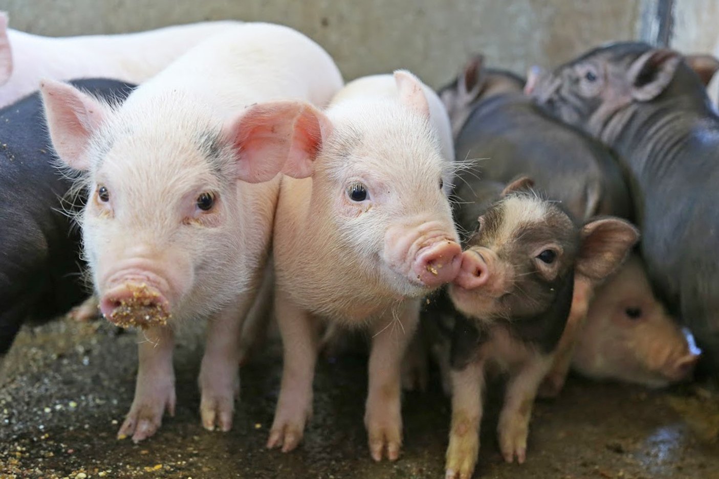 Twitter 上的 マザー牧場 5 23に新しくミニブタの赤ちゃん たちが仲間入りしました みんなでくっついて仲良く過ごしています デビューはまだまだ先ですが こぶたのレース で活躍する予定です 赤ちゃんミニブタたちの成長をお楽しみに マザー牧場 Motherfarm