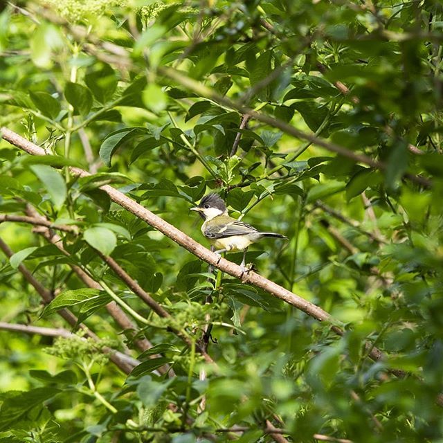 JoshDGClarke's tweet photo. 🐦 https://t.co/m28HMBGDpO https://t.co/efFePpNoeP