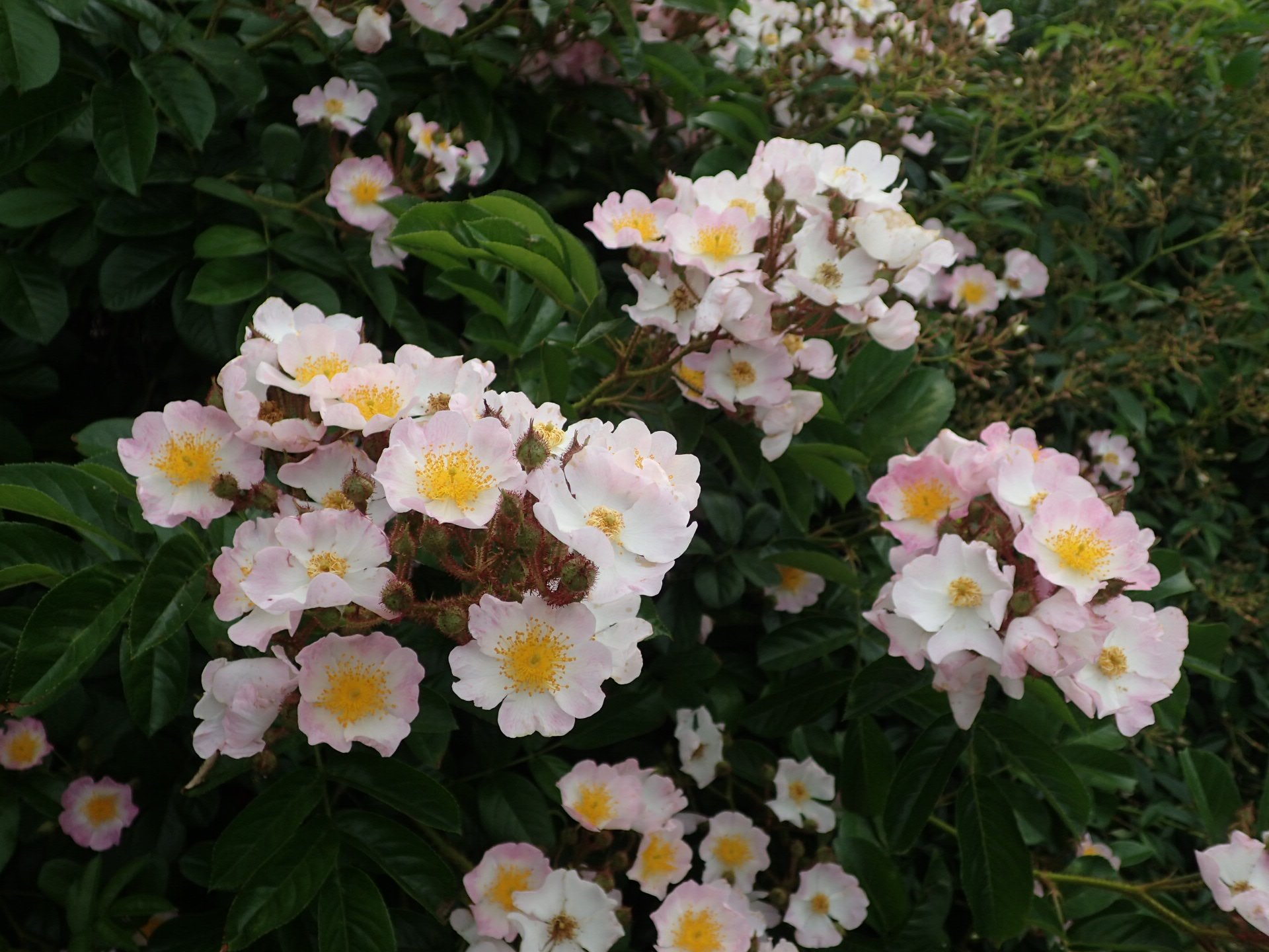 神代植物公園 ニュース 野生種 オ ルドローズ園では 野生のバラ 野バラ 達が見頃です 写真のツクシイバラは四国 九州 朝鮮半島南部や中国中西部に生えるノイバラの変種 花は淡紅色で やや大きめなのが特徴です 神代植物公園 バラ 野バラ