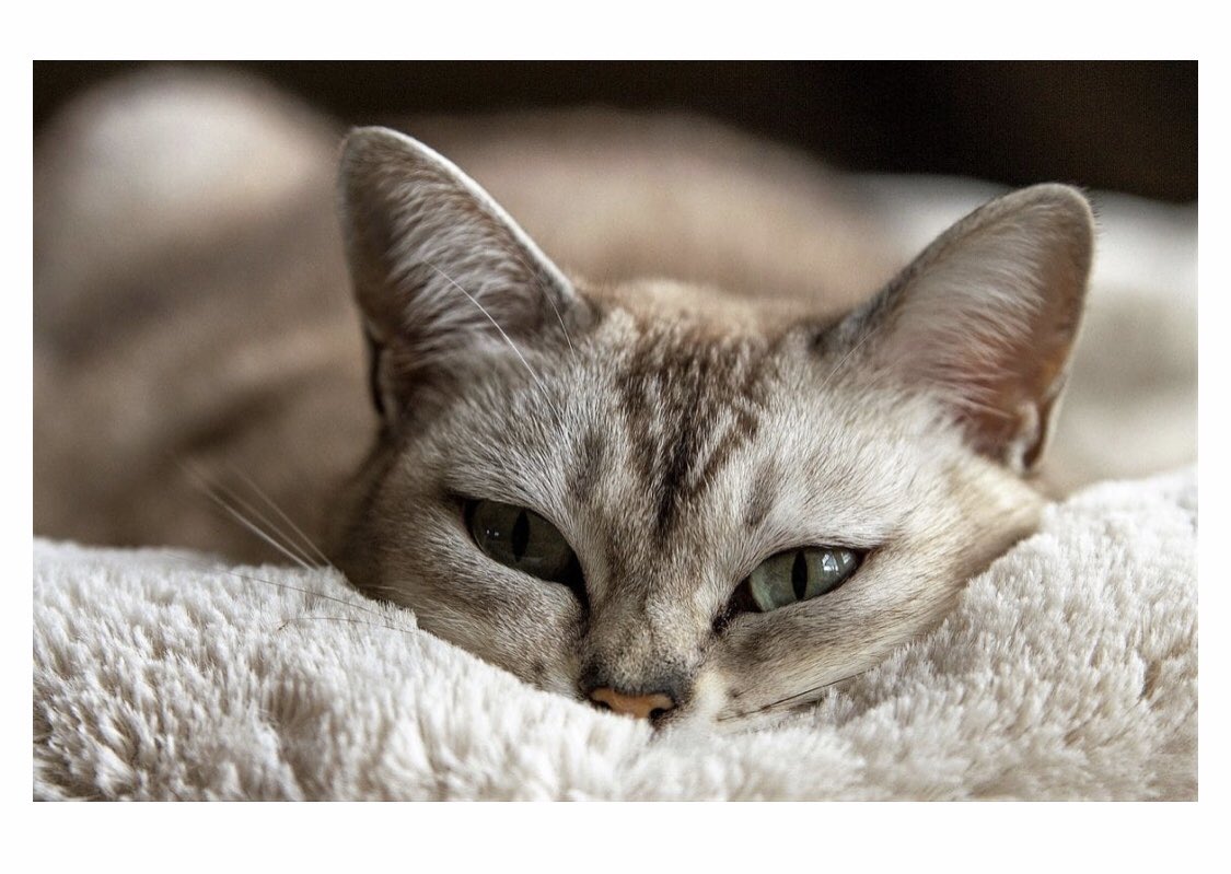 AshLinxKitty's tweet photo. That’s the kind of #weekend I like #lazy #Cattitude #cats https://t.co/Vofdk74hBr