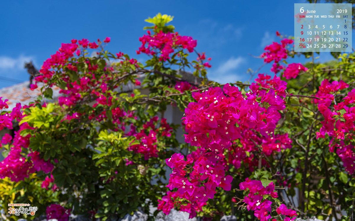 マハエちゃんのおきなわ物語 6月の壁紙カレンダーをリリースしました 果報 かふう バンタ と ブーゲンビリア です パソコンやスマートフォンで沖縄の風景をお楽しみください T Co Hr6znfbedl