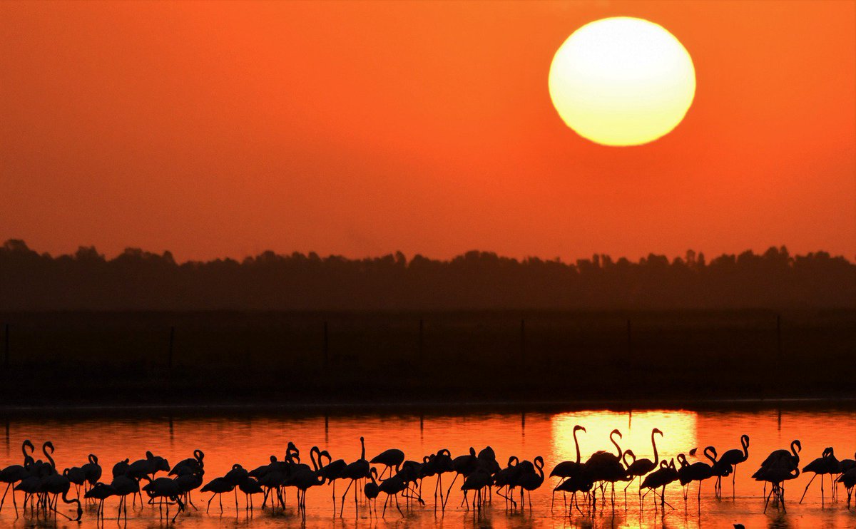 carlosromeroco's tweet photo. Amaneceres mágicos en Doñana Veta Palma el paraíso https://t.co/WXhF0xy20q