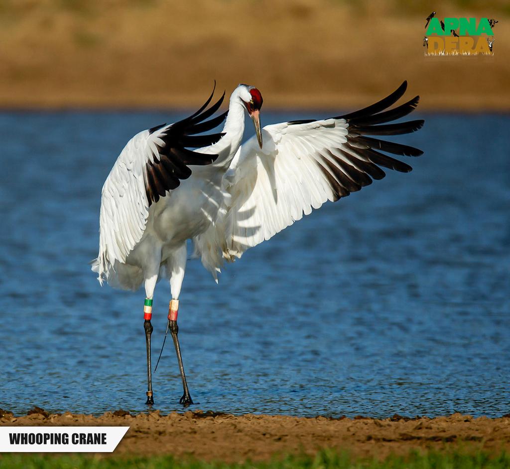 ApnaDeraNumber1's tweet photo. ووپنگ کرین ( Whooping Crane ) تقریباً ( 4سے5 ) فٹ لمبا نارتھ امریکی منتقلی کرنے والا (Migratory Bird) پرندہ ہے۔ جسکی عمرکا دورانیہ22 سے 24 سال تک کا ہوتاہے۔ 
#whooping #crane #whoopingcrane #migratory #bird #migratorybird #apna #dera #ApnaDera https://t.co/p67sYS8pMl