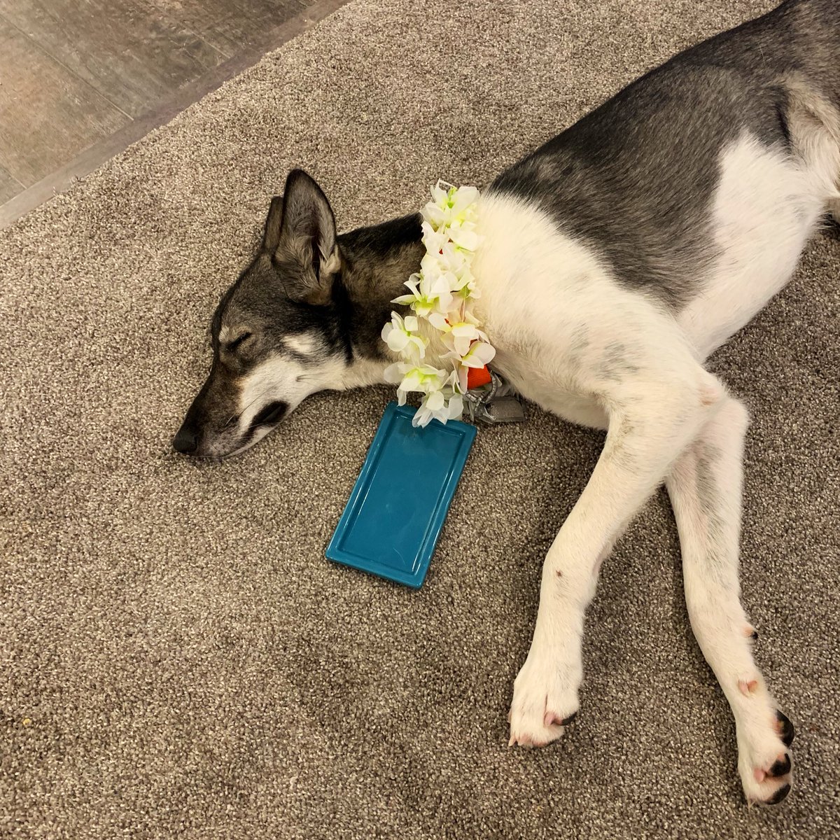 SethTippetts's tweet photo. Me: searching “locking butter dish”

Amazon: your dog sounds great

Butter eating dog: I’m the best https://t.co/RppqNezoLZ