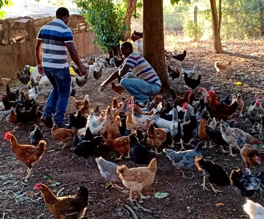 CalebKaruga's tweet image. Farming is NOT a synonym for poverty! We don't always get it right: Rains fail, market glut happens, brokers con us, parents think we're crazy... BUT, our resilience is unmatched. We are Kenyan farmers. Hug a farmer near you, it's crazy out here! #UkulimaSioUshamba