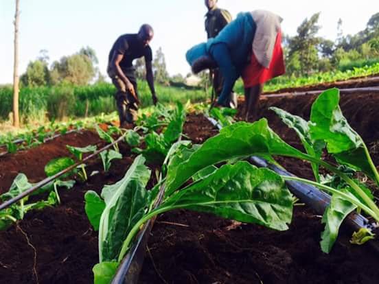 CalebKaruga's tweet image. Farming is NOT a synonym for poverty! We don't always get it right: Rains fail, market glut happens, brokers con us, parents think we're crazy... BUT, our resilience is unmatched. We are Kenyan farmers. Hug a farmer near you, it's crazy out here! #UkulimaSioUshamba