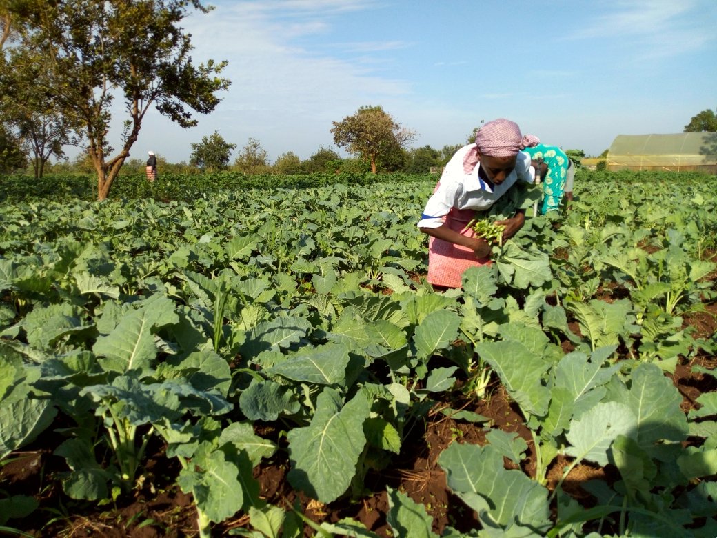 CalebKaruga's tweet image. Farming is NOT a synonym for poverty! We don't always get it right: Rains fail, market glut happens, brokers con us, parents think we're crazy... BUT, our resilience is unmatched. We are Kenyan farmers. Hug a farmer near you, it's crazy out here! #UkulimaSioUshamba