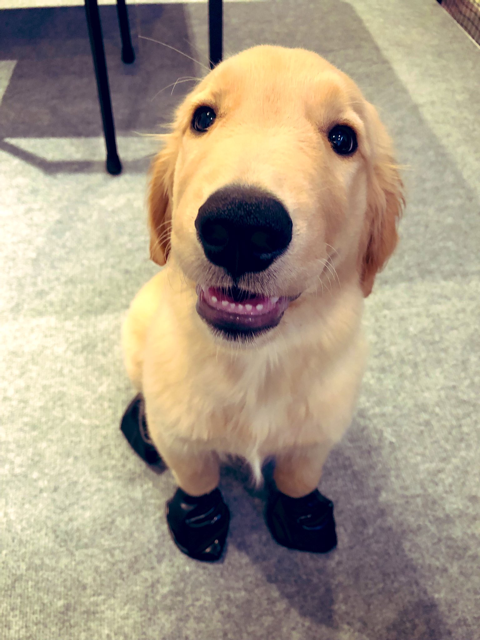 ゆずレトリバー 肉球保護 ゴールデンレトリバー 犬 アスファルト やけど 熱中症 T Co Tkkxswmm9t Twitter ゆずレトリバー 肉球保護 ゴールデンレトリバー 犬 アスファルト やけど 熱中症 T Co Tkkxswmm9t Twitter