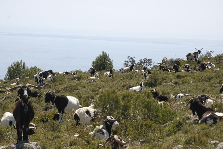 A les Terres de l’#Ebre trobem raberades d’oví, cabrum o boví pasturant per prats o muntanyes. Alguns pastors fan la transhumància buscant la millor herba perquè l’animal crie i done bona carn i bona llet. Aquest pastoreig ja forma part de l’IPCITE. ipcite.cat/ipcite/activit…