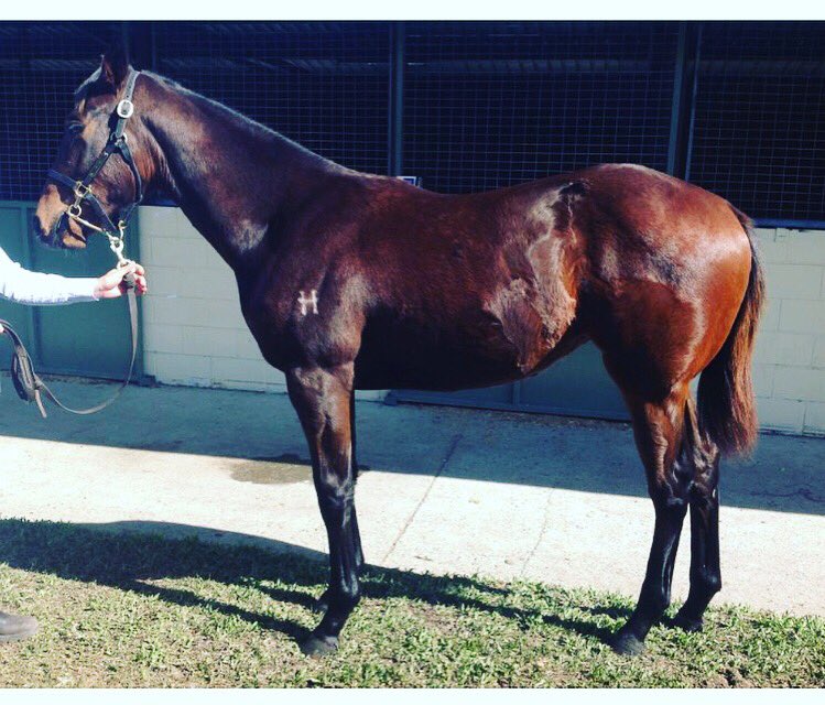 heres2theponies's tweet photo. Welll.... she was a $45k weanling.
Won $1.18 million prize money, sold for $1.1 million as a broodmare. $2mil profit or so in 5 years. 

Prefer it if I got her but at least I can pick one every now and again... #whisperingbrook https://t.co/BcvKFJRZBs