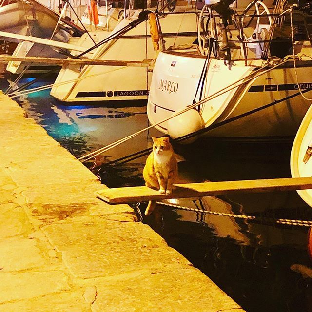 TinaWalsh0829's tweet photo. Cats rule the waterfront. #walkingtheplank #hydra #yachtlife #visitgreece #shewanders #sheisnotlost #slowtravel #travelwriter #travelphotography #babyboomertravel #femaletravelblogger https://t.co/m9kJQUq4FT https://t.co/ZzPFkpnrgu