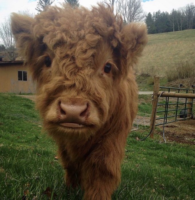 It’s Tuesday folks which means it’s #coosday 🐮Look at this wee curly top coo 😀 #TuesdayMotivation #TuesdayThoughts #HighlandCoo #cows #HighlandCow #scottish #cow
