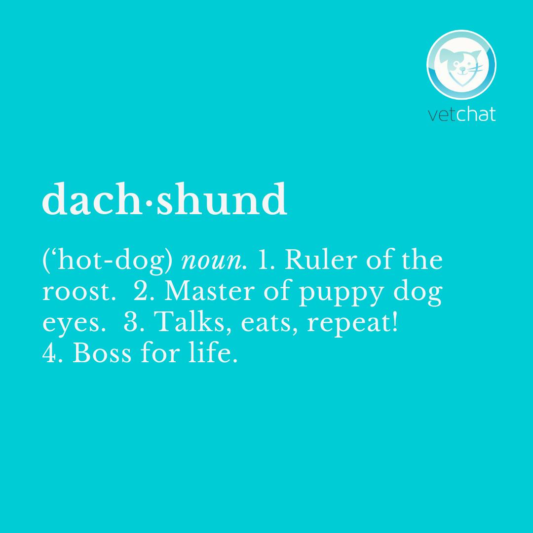The only hotdog 🌭 you cannot eat! Tag a #daschund or daschund x parent or lover below 🐾 #dog