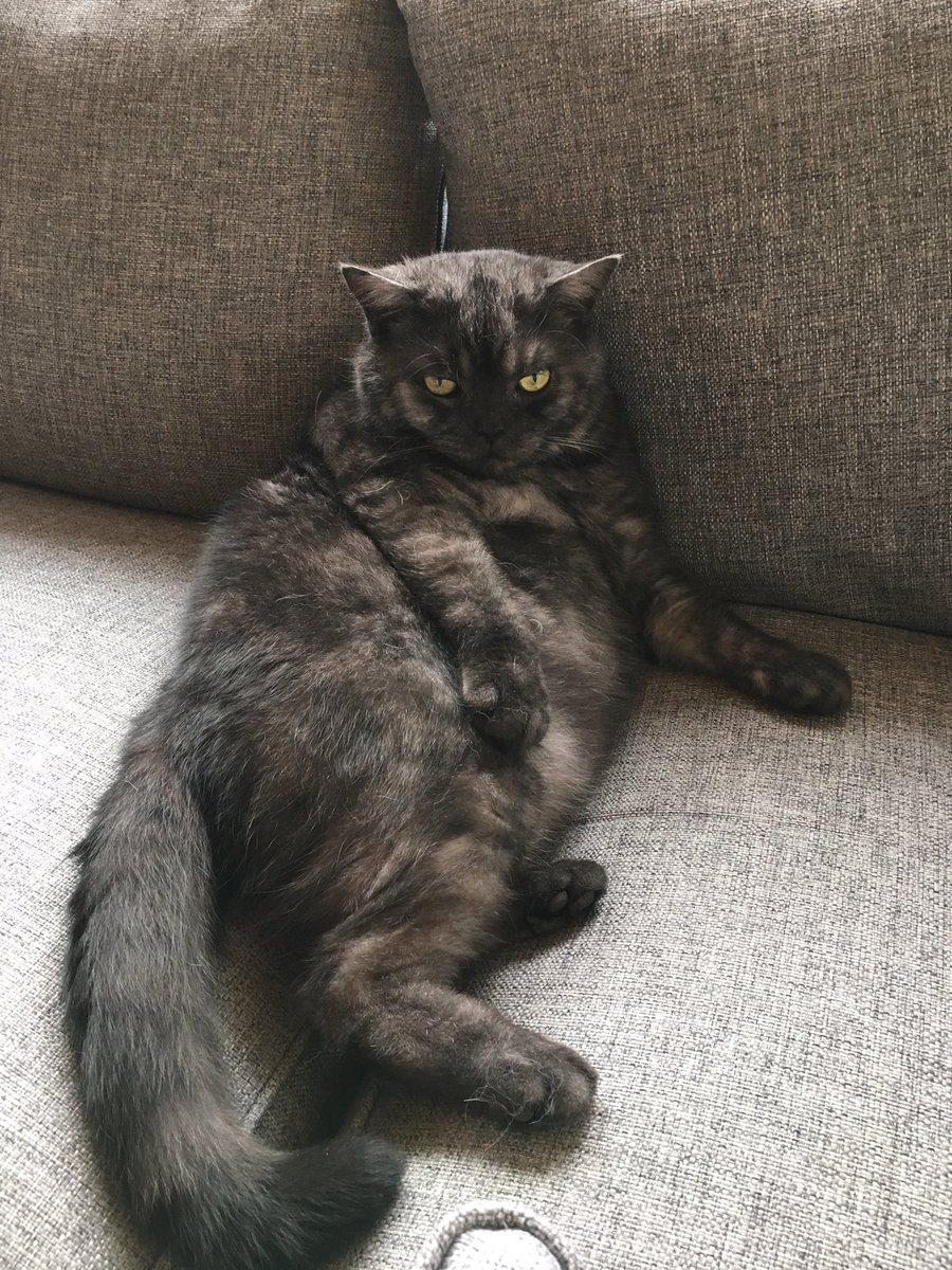 JaniNuolimo's tweet photo. Veikkaan, et aika moni lemmikkieläin tulee samaan nimekseen mörkö! 😊#lemmikki #mörkö #toion #elmeri #kissa https://t.co/aHs9CTXUha