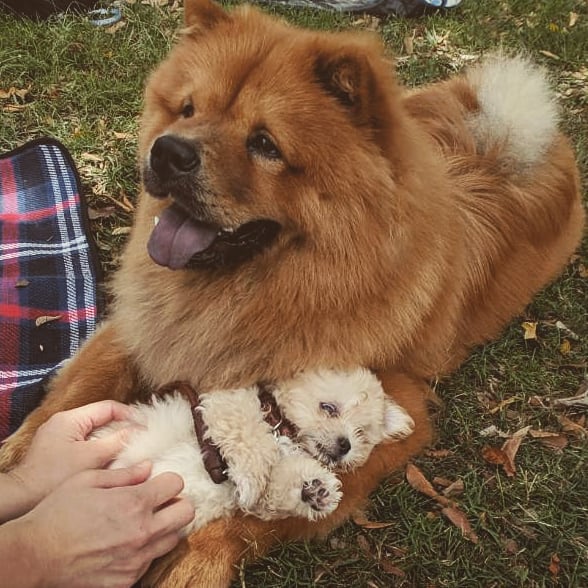healthypetsyste's tweet photo. Reposting @cluthechow: - via @Crowdfire 
Meet my new friend baby @chino_thepup! He'll be full grown chihuahua X mini maltese shih tzu at 3kg! 👶🍼 #cluthechow #dogsofinstagram #chowchow #chowlovers #chow #chowsofinstagram #chowchowlovers #chowchow_cutest #chowpuppies #dog #dogs https://t.co/cLeeHF6hs3