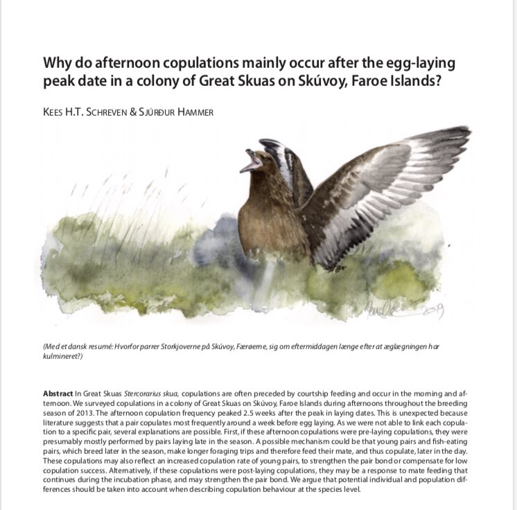 Probably the sexiest skua paper ever #WSTC5 #ornithology #teamskua #breeding Read more on: dof.dk/om-dof/publika…