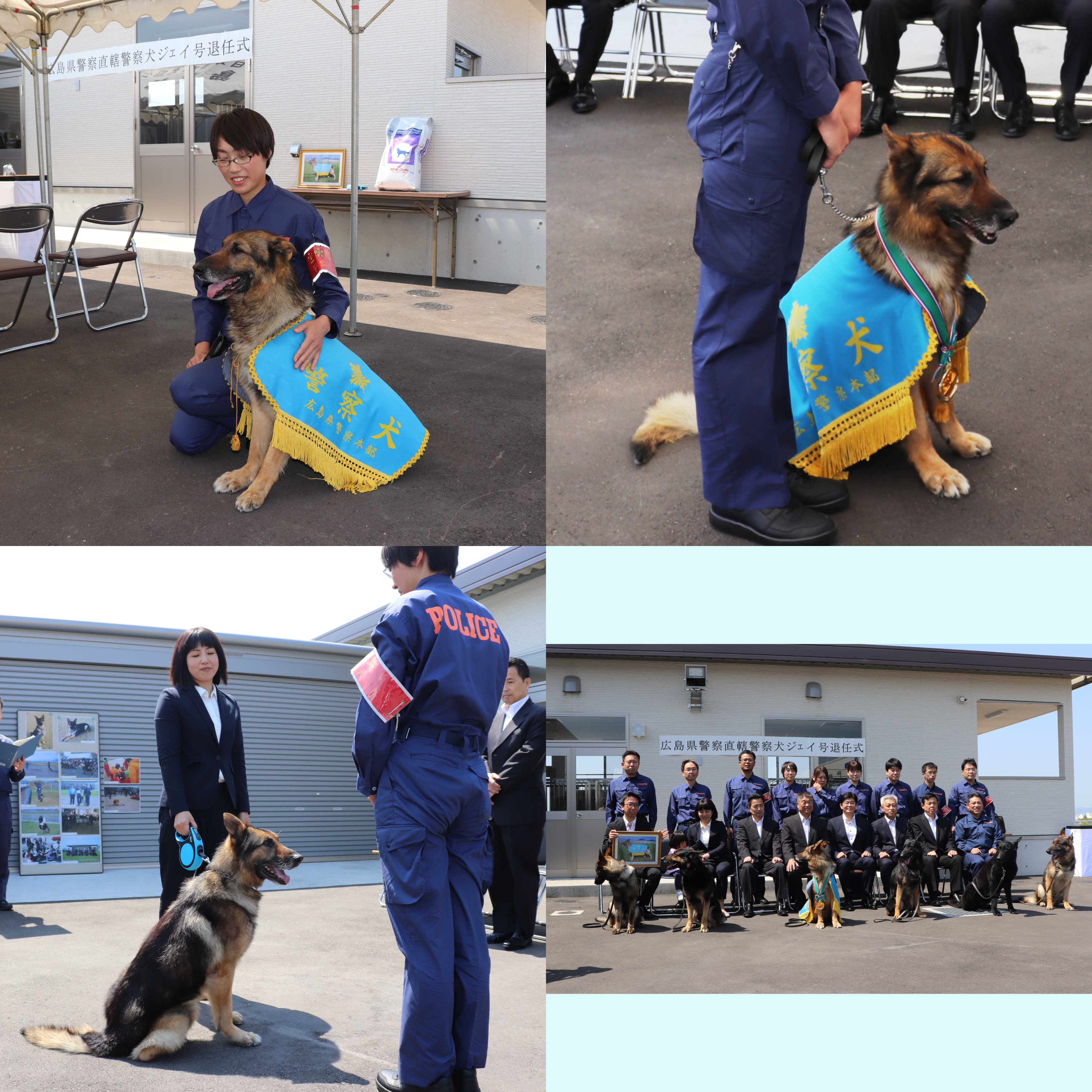 広島県警察 公式 先日 当県警の直轄警察犬 愛称ジェイ の退任式を行いました ジェイは平成21年から警察犬として数々の現場に出動してきましたが この度 高齢のため引退することに なりました 今後は 元指導者に引き取られ余生を過ごします 今まで