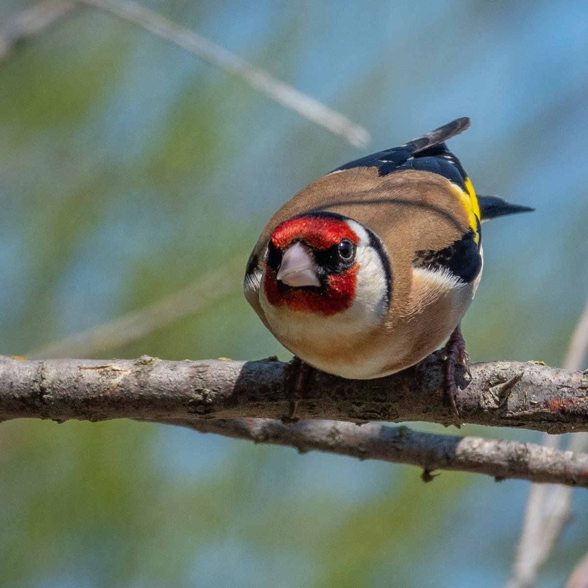 Martin__Wallace's tweet photo. Goldfinch at Pegwell @Sandwichbirdobs @BBCSpringwatch @Team4Nature @NatureUK @Natures_Voice @Britnatureguide @britishbirds @BritBirdLovers @britwildlife @WildlifeTrusts @wildlife_uk @Birds_UK  @BirdWatchingMag @WoodlandTrust @BirdwatchExtra @BTO_GBW @wildlife_birds https://t.co/Pyn5XkFqQj
