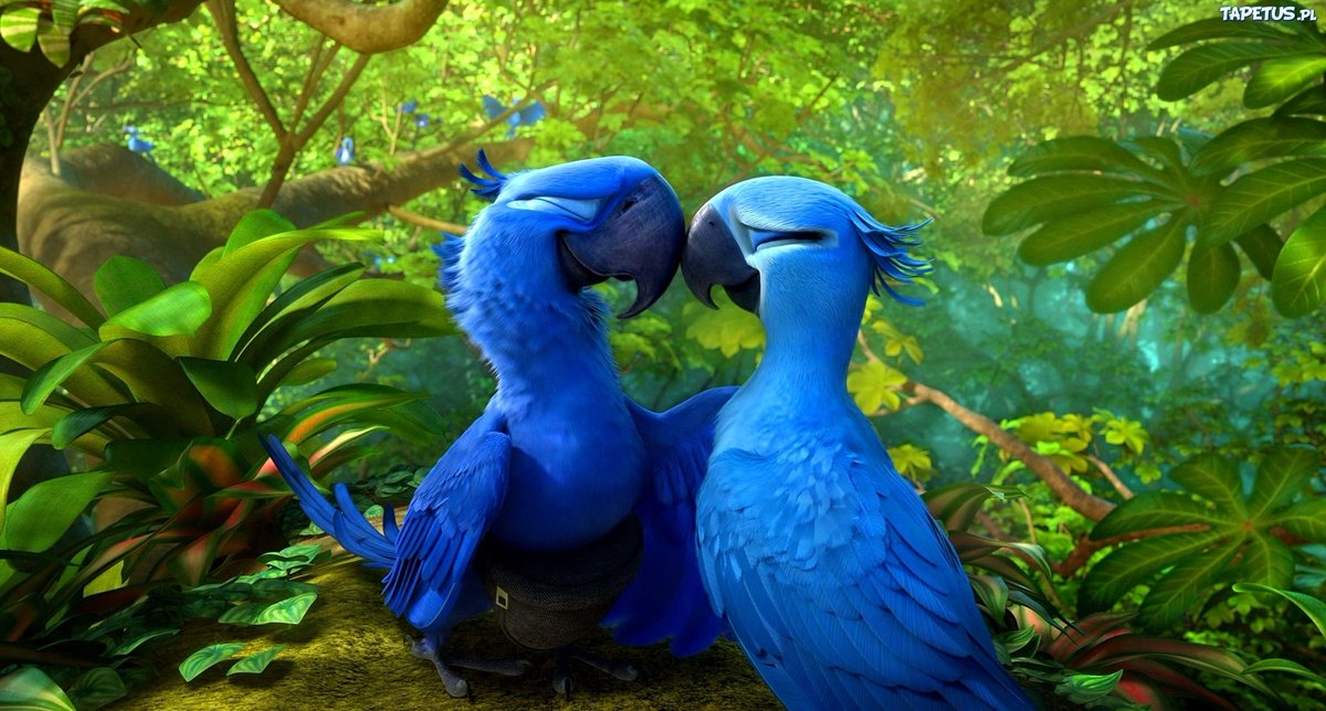 oliwka/sawa Twitter: "wyginął rzadki gatunek papug modra, którą możecie znać z bajki "rio"... https://t.co/RnaETsbhPt" / Twitter