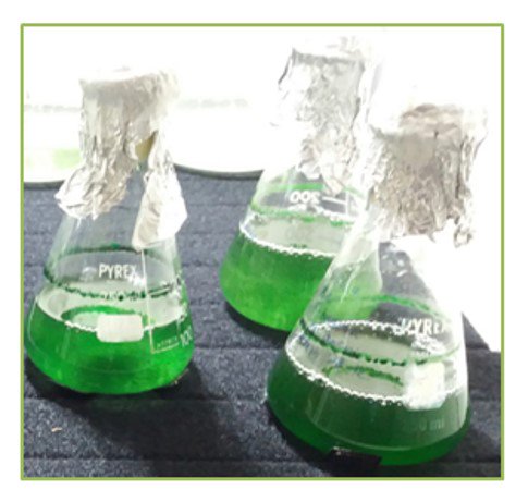 jessica_minett's tweet photo. Come and join us today for #WallaceCoffeeTalks at 12pm in the Zoology Museum @swanscience to learn about #Crepidula for @QEmma93, and #cyanobacteria from @Beth_Kultschar. Hope to see you all there with your mugs for some free coffee and biscuits! @KMFBrandt https://t.co/LjsdgkKT8q