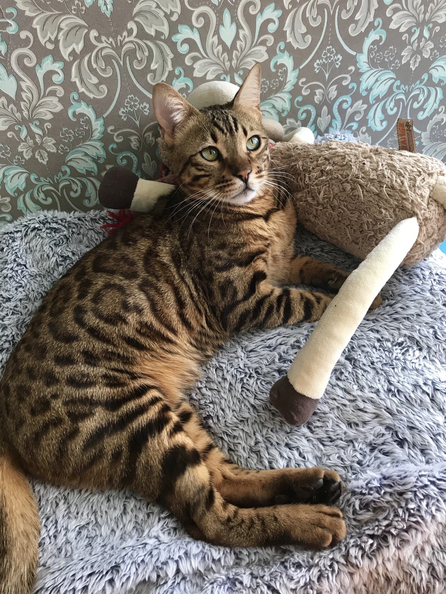 Бенгальская кошка