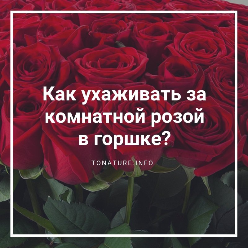 КАК УХАЖИВАТЬ ЗА КОМНАТНОЙ РОЗОЙ В ГОРШКЕ?

tonature.info/kak-uhazhivat-…

#toNatureInfo #КомнатныеРастения #Растения #Цветы #Розы #РозаУход #ВыращиваниеРозы #УсловияДляРозы