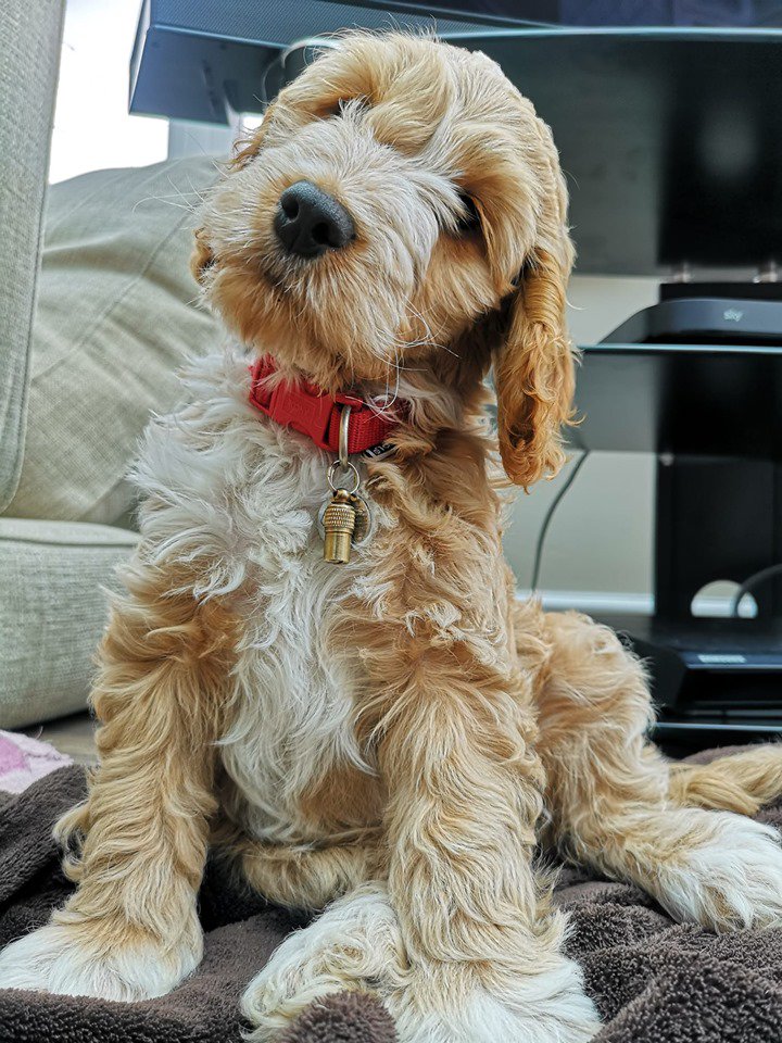 Hearing Dogs for Deaf People tweet media