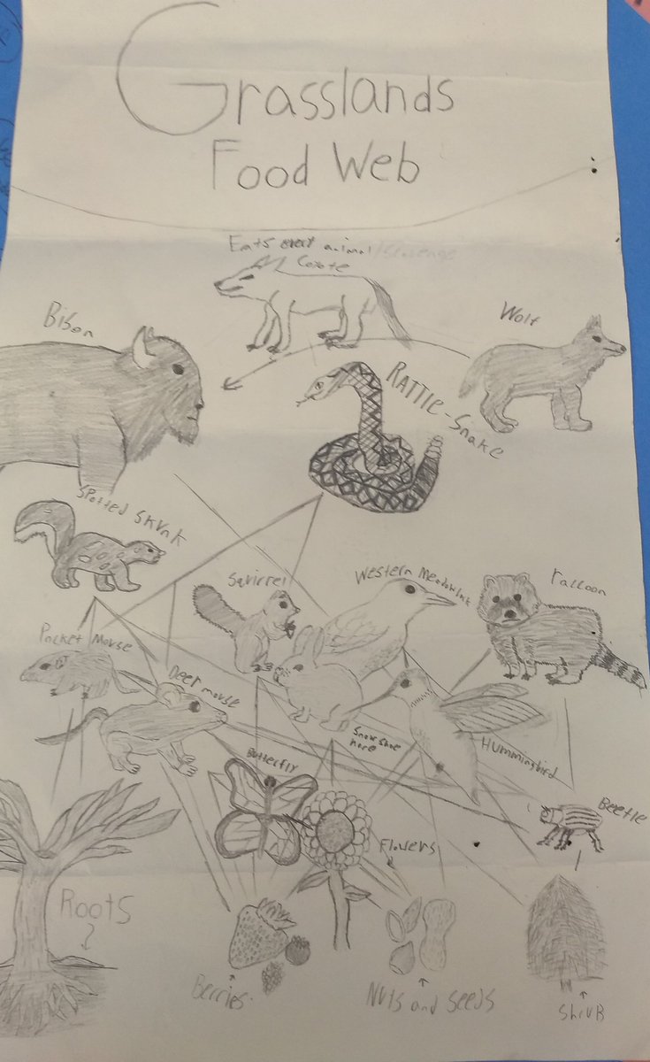 msqutub's tweet photo. I have some very talented artists in my biology classes! Their food webs came out amazing! #MTPSPride #biologyclass https://t.co/BQMv0PB2ZA