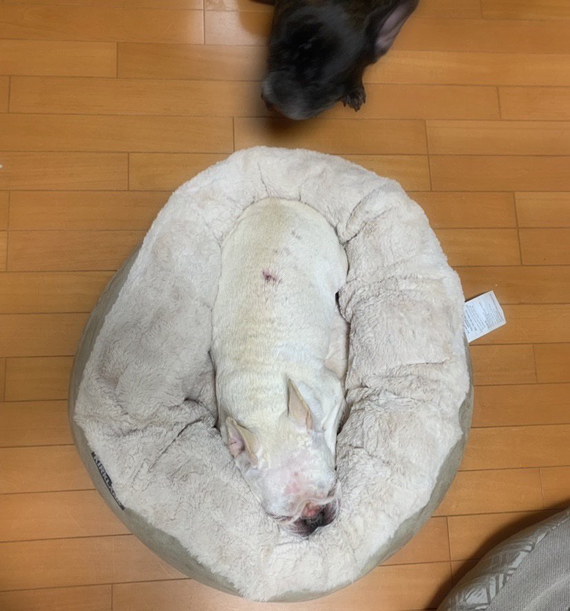 Nico 写真のフレブルちゃんに惹かれて買ってしまった コストコの犬用ベッド かなり寝心地良さげで 全然起きてこない 買って良かった フレンチブルドッグ フレブル コストコ T Co 0tykdjwqcp Twitter