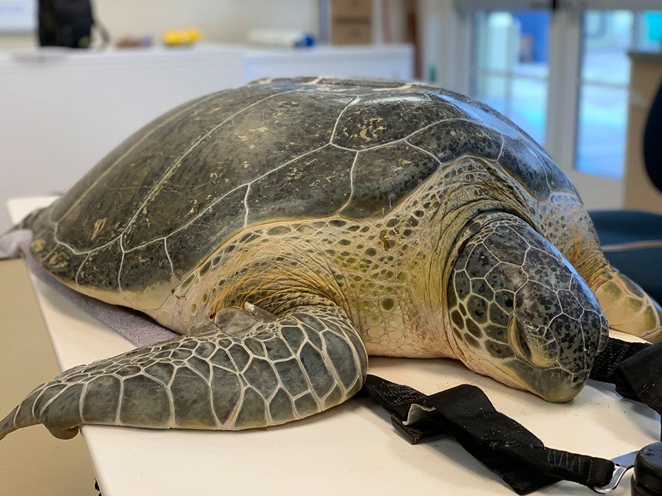 SeaChange33477's tweet photo. .@A_W_Global @CICTMAR @bulgood @BrendanGodley New Patient - Hulk, adult male green sea turtle, has severe boat strike injuries to his carapace. The turtle’s wounds are being treated using VAC (vacuum-assisted closure) therapy that creates a negative pressure to promote healing. https://t.co/CjLEadcmo4