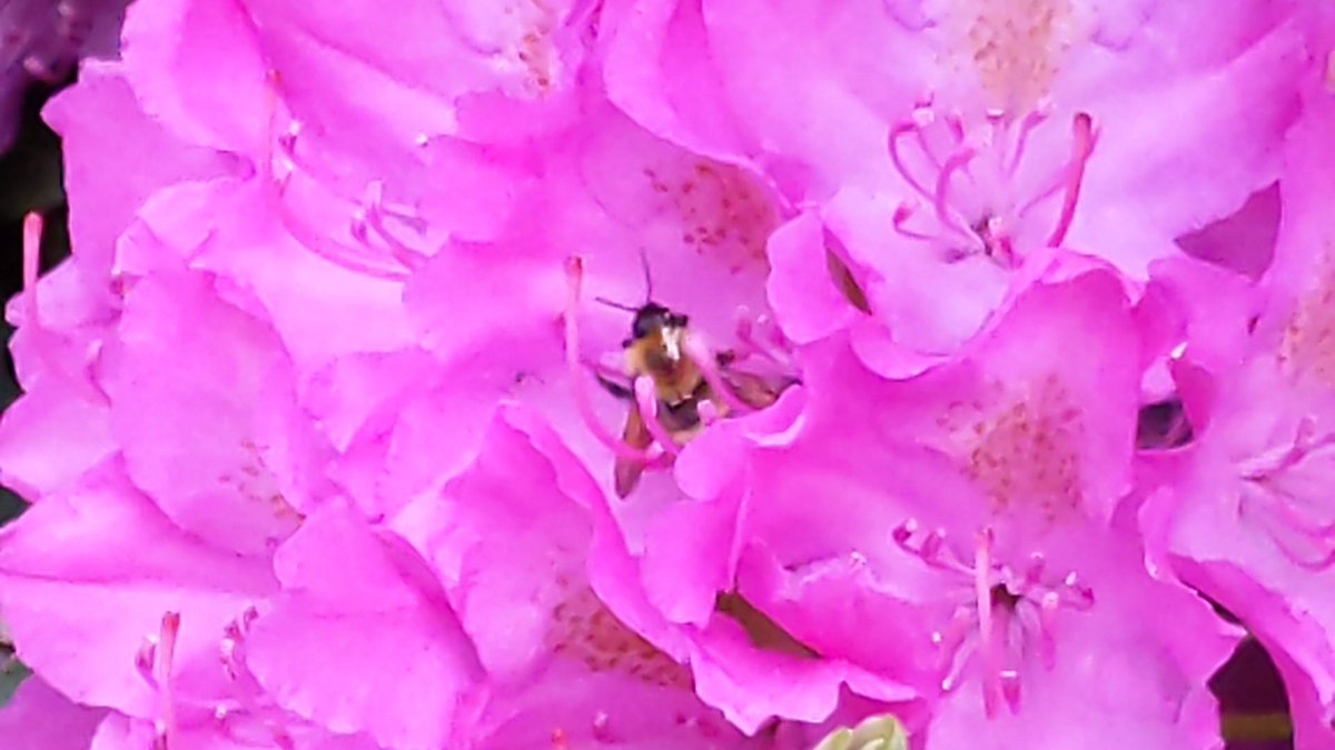 taodan's tweet image. Bee and Rhododendron
#nature #outdoor #Androidgraphy #smartphone #macro #macrography #upclose #android #macrophotography #Rhododenron #instaphoto #amateur #Pixel3a #TeamPixel #googlepixel #bee