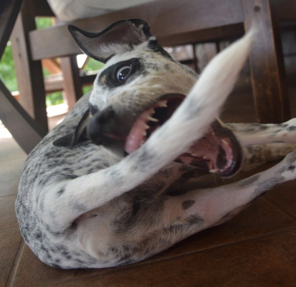 Shit Jokes On Twitter As I Watched The Dog Chasing His Tail I Thought Dogs Are Easily Amused Then I Realized I Was Watching The Dog Chasing His Tail