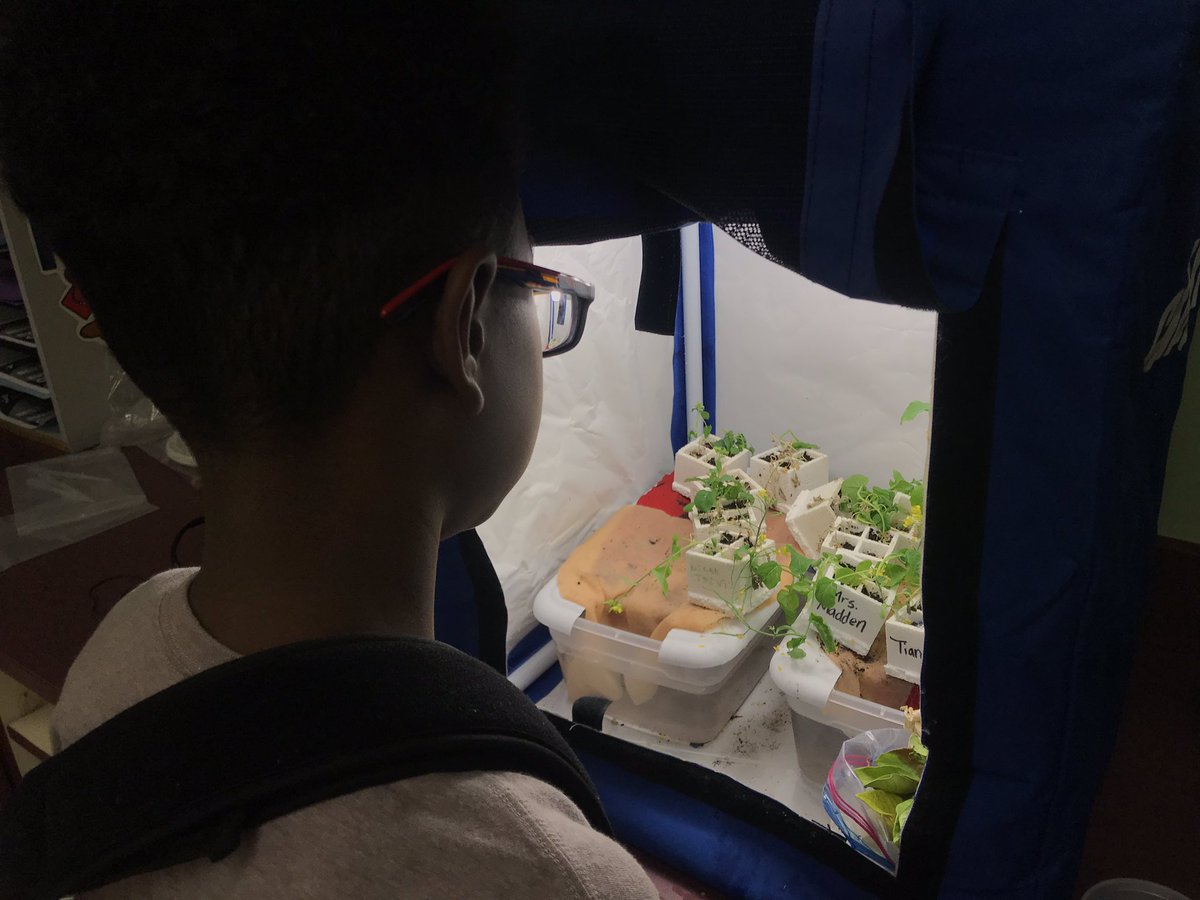 MrsMaddensclass's tweet photo. Students measure and record plant growth. @PVESLibrarian  @PineValleyElem #nhcschat #wisconsinfastplants https://t.co/fBmBWfYQWw