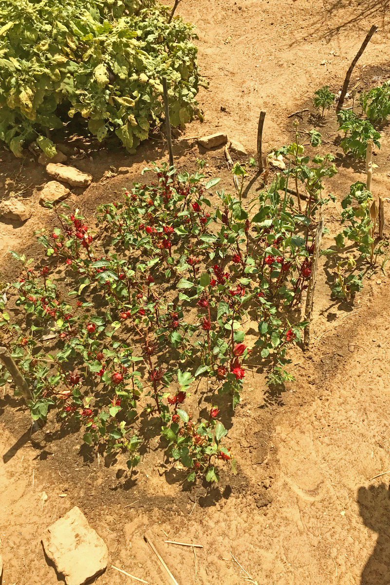 FAOSenegal's tweet photo. Le droit à une eau💧potable propre et de qualité est un droit de l’homme.

L'initiative «1 Million de #citernes pour le Sahel» de la @FAO vise à renforcer la #résilience et la #sécuritéalimentaire des femmes vulnérables.

🚰https://t.co/mWL0AlZMMm

#1MCSahel #FaimZéro #Kebetu https://t.co/qBoUiH4vqI