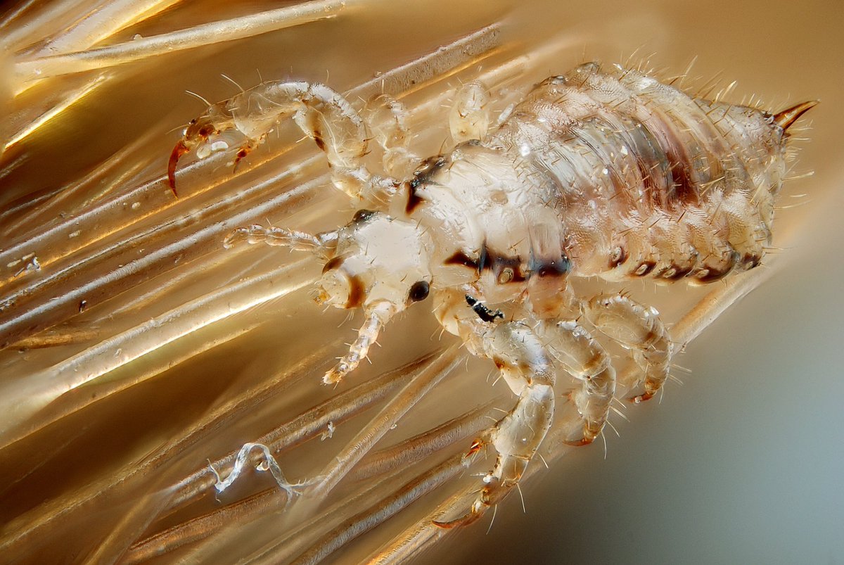 Head lice. Annoying buggers. The female transmits chromosomes she inherited from either her mum or dad; the male *only* transmits chromosomes he inherited from his mum. How to recognise the female: she makes large gametes.