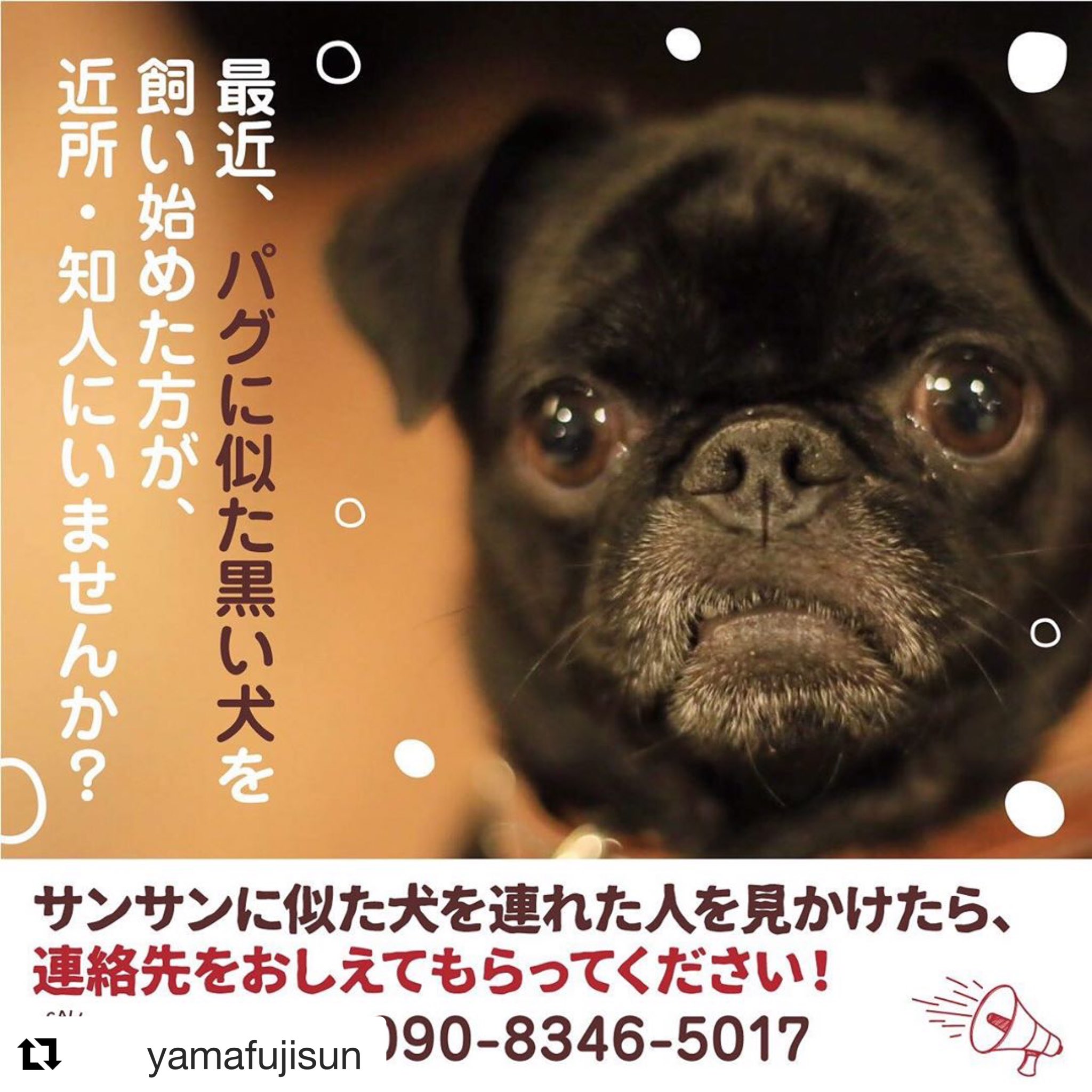 Izuminosato 犬種 プチブラバンソン 黒パグに似てますが 尻尾が立っていて 口周りが白い黒犬 耳は垂れてます 確実な情報提供者と保護されてる方に謝礼金を用意しています Sippo 迷子犬 黒