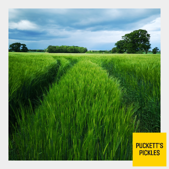PuckettsPickles's tweet photo. Morning......
Up early for our walk and even with a dark, moody sky the countryside looks sensational.
Busy week for us at the Pickle Palace with lots to do
#British #countryside #gloriousday #earlystart #itsthesimplethings #luckytolivehere #howpretty #hedgerows #birdsong https://t.co/sIUWjgz5x2