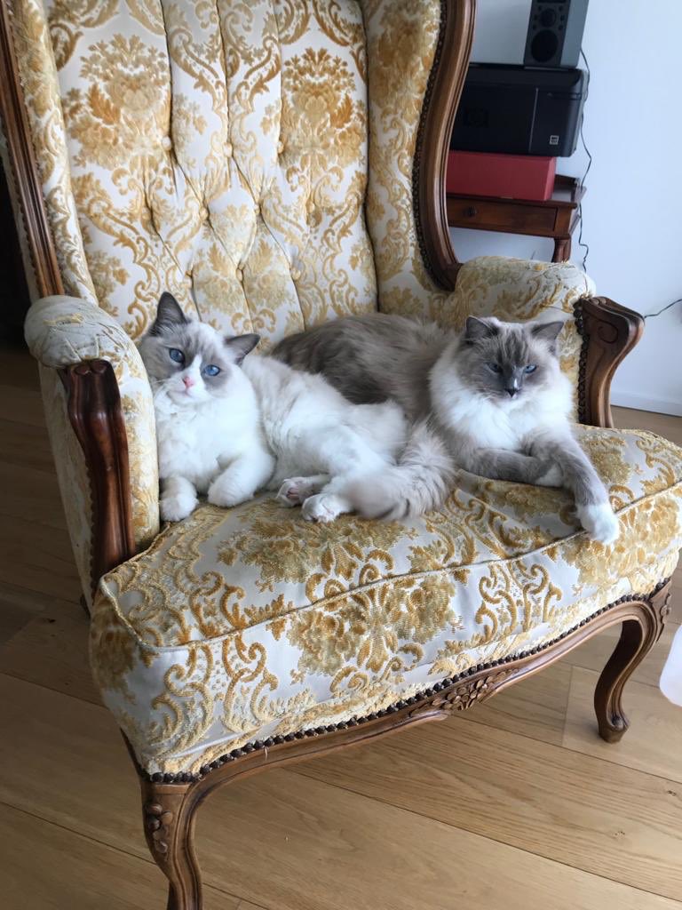 margotisoldemia's tweet photo. She’s Pamina’s sister.... 😻😻 https://t.co/K5U0t9gkNq