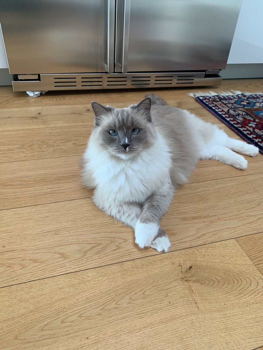 margotisoldemia's tweet photo. May I introduce... Zelda, a new member of the Groissböck family.... #Zeldathecat 😻 https://t.co/xdyk5HpUXs